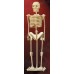 Bouwpakket Skelet
